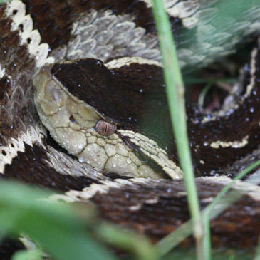 Army Ant - Eciton hamatum