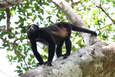 Alpha Male Howler Monkey