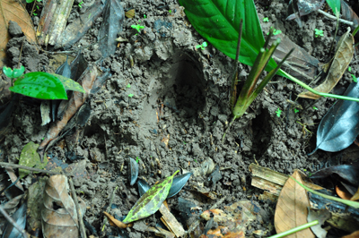 Baird's Tapir Track from Atlantic Coast of Nicaragua