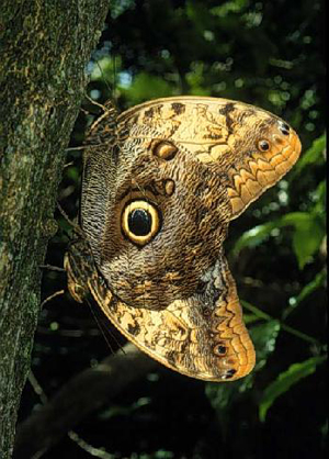 White Swallowtail Butterfly feeding on Vochysia flowers