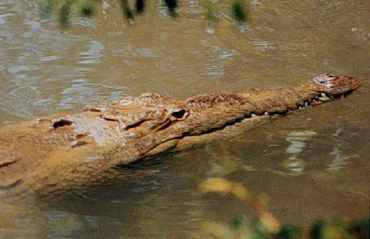 American Crocodile