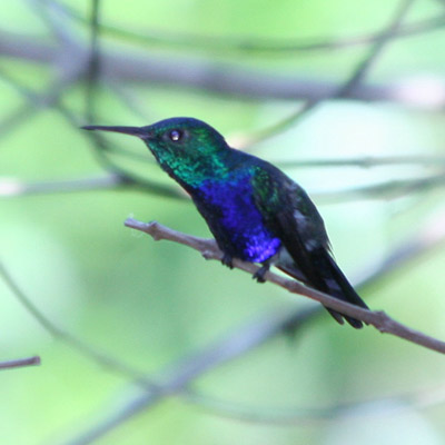 Violet Crowned Woodnymph