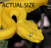 Actual Size