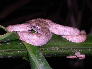 Brown Form of Eyelash Viper