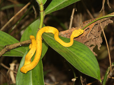 Eyelash-Viper-Gold-Form