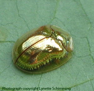 Golden Beetle Image from DK Images