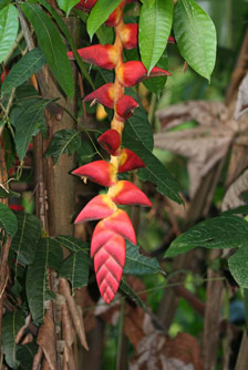 Heliconia species