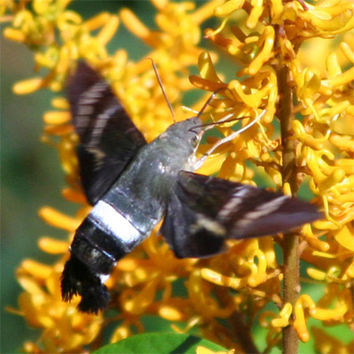 Hummingbird Moth
