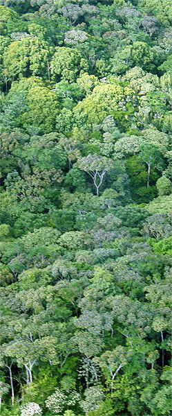 Rainforest Canopy in Nicaragua