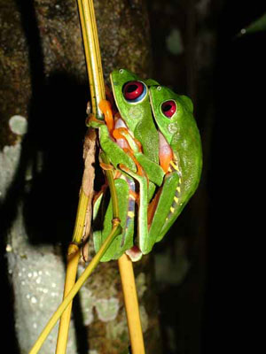 Passion AGA (Agalychnis Callidryas)