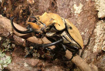 Rhinoceros Beetle