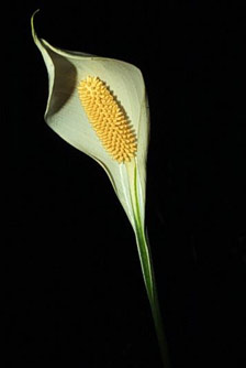 Spathiphyllum friedrichsthalli