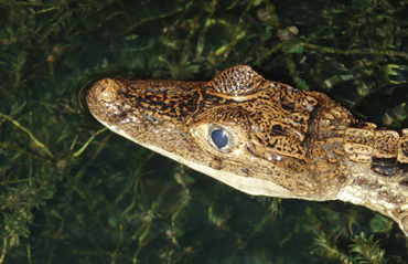 Spectacled Caiman