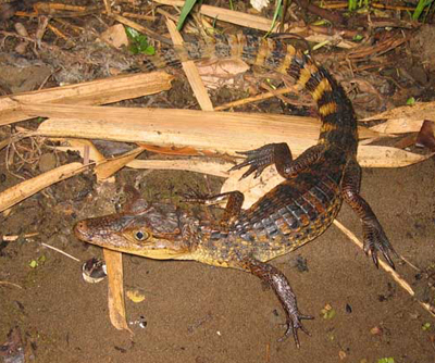 A 3 foot (1 m) Spectacled Caiman