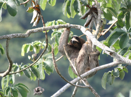 Three-toed Sloth in Cecropia Tree