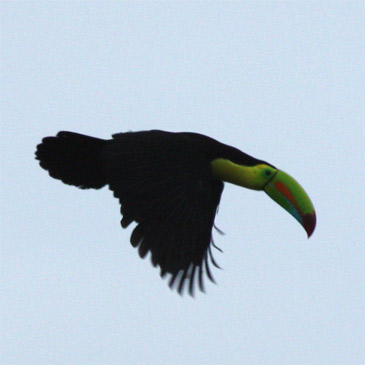 Keel-billed Toucan