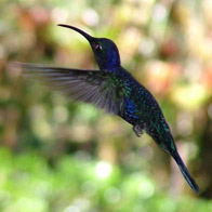 Violet Saberwing