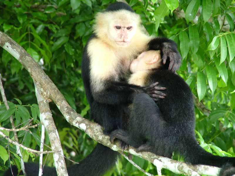 Family of Howler Monkeys