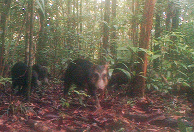 Small Herd of White-lipped Peccaries near Monkey Point, Nicaragua