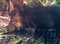 White-lipped Peccary near Monkey Point, Nicaragua