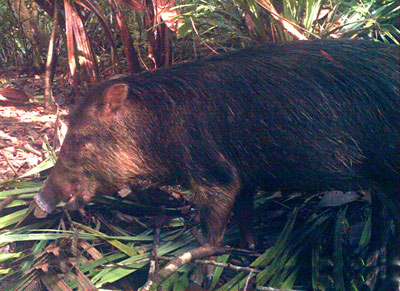 White-lipped Peccary