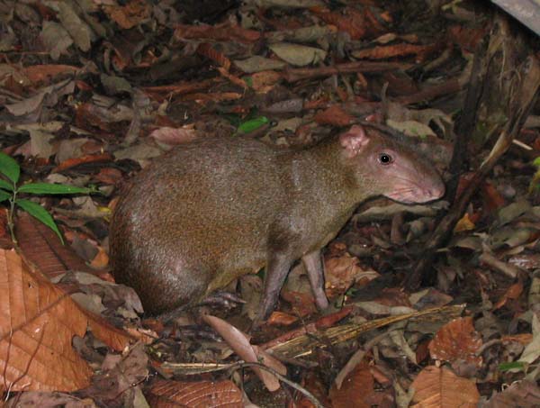 Central American Agouti