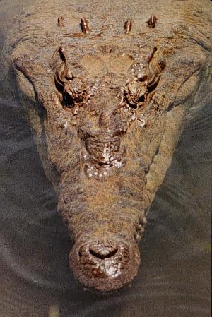 A Ten Foot Crocodile
