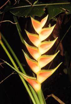 Heliconia wagnerianna