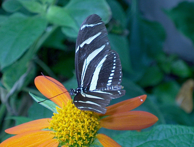 Heliconius Zebra Wing