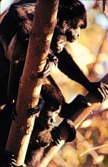 Family of Howler Monkeys