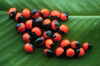 Ormosia Seeds