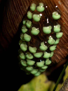 Red-eyed Tree Frog Eggs