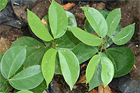 Seedlings