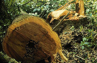 Symphonia globulifera Tree Cut in Nicaragua